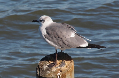 [The bird is perched atop a pier log with its head to the left. The body is mostly light grey. The head, neck, and belly are white. There is a patch at the back topside of the head which is a grey stripe going from ear to ear. Its tail is black with small white spots. The legs and bill are dark brown.]